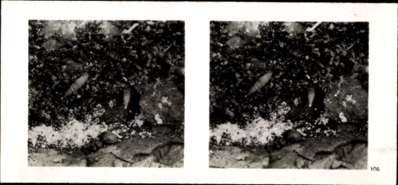 Stereo photo from the forest community, snails