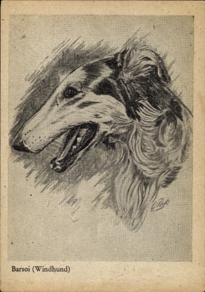 Künstler Ak Windhund, Barsoi