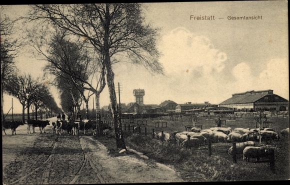Postcard Freistatt in Lower Saxony, general view, pigs, cattle