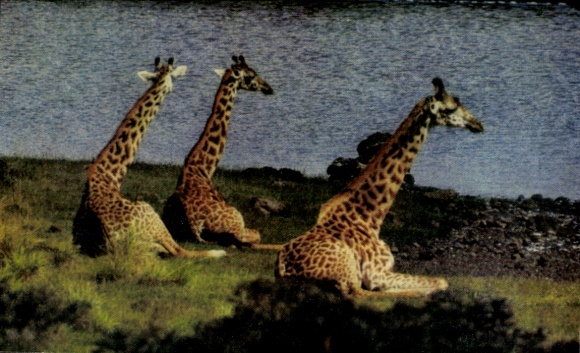 Postcard Maasai Giraffes, African Wildlife