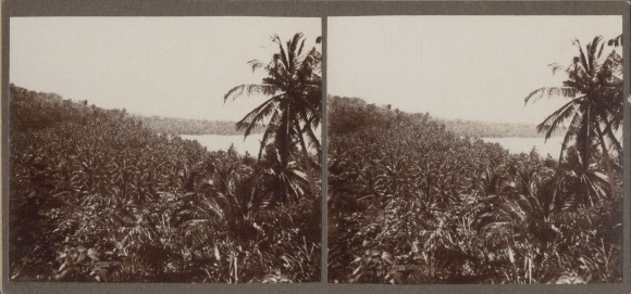 Stereo Photo Jamaika, 1915, Palms, Plantation