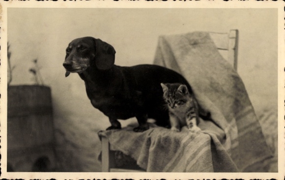 Photo Postcard Dachshund and young cat on a chair