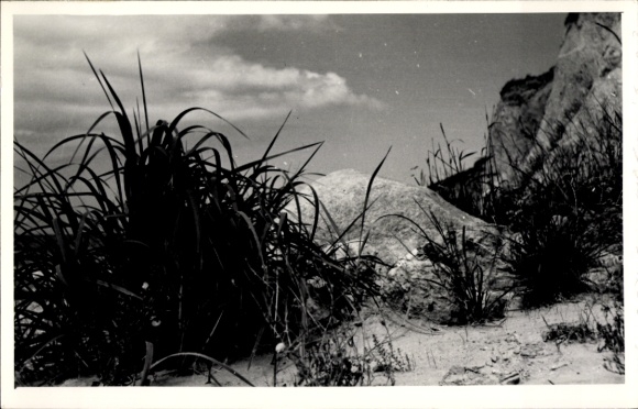 Photo Postcard Island Poel Mecklenburg, partial view, dunes