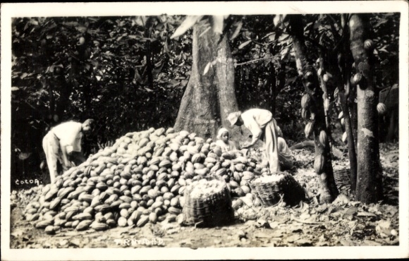 Foto Ak Trinidad, Kakao-Ernte