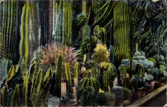 PC Magdeburg an der Elbe, cactus house of the urban Gruson palm houses