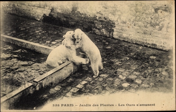 Postcard Paris, Jardin des Plantes, The Bears have fun, Eisbären im Gehege