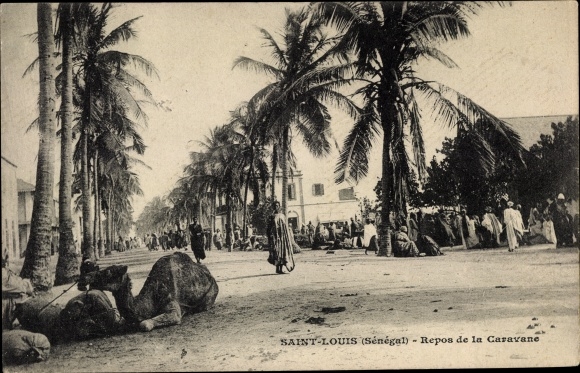 Postcard Saint Louis Senegal, Rest of the Caravan, Kamele