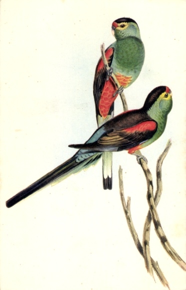 Artist Postcard Gould, J., Psephotus pulcherrimus, Parakeets