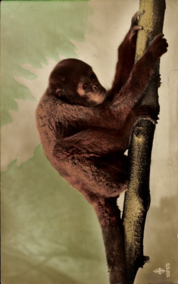 Postcard Zoo, monkey in a tree