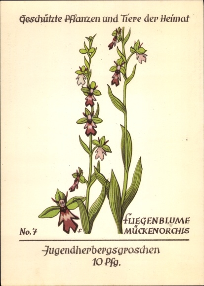 Postcard Protected plants and animals of the homeland 7, youth hostel pennies, fly flower, mosquito orchid