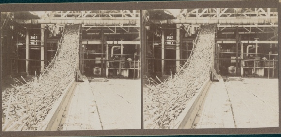 Stereo photo of Cuba, wood processing, forestry, world trip 1915
