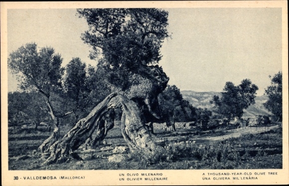 KP Valldemosa Mallorca Baleary, tysiącletnie drzewo oliwne