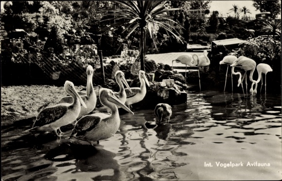Postcard Flamingos and pelicans in the bird park Avifauna