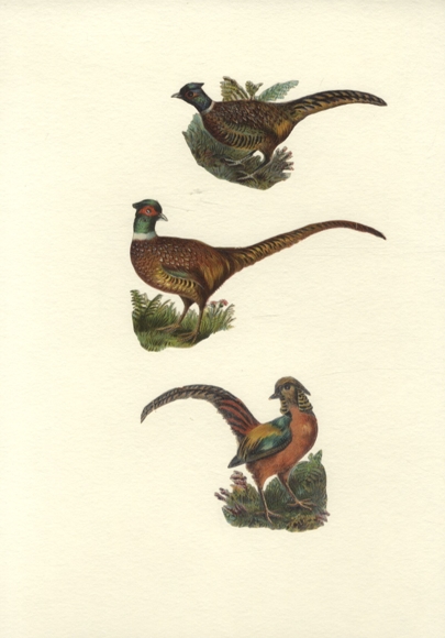 3 pheasant wafers, approx. 7 x 12 cm to 5 x 10 cm