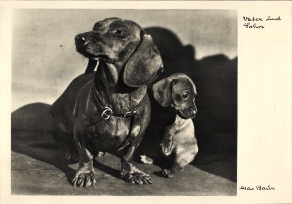 Postcard Two Dachshunds, Father and Son, Max Baur