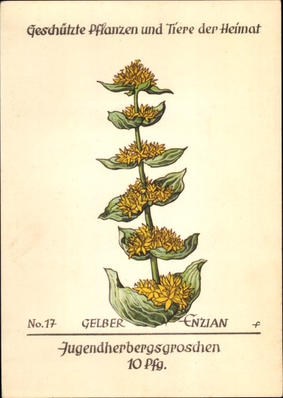 Artist PC yellow gentian, protected plants and animals of the homeland No. 17, youth hostel work