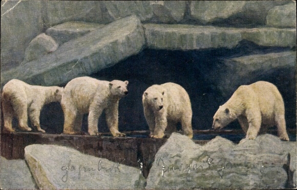 Postcard Hamburg Eimsbüttel Stellingen, Hagenbecks Tierpark, Nordland Panorama, Polar Bears