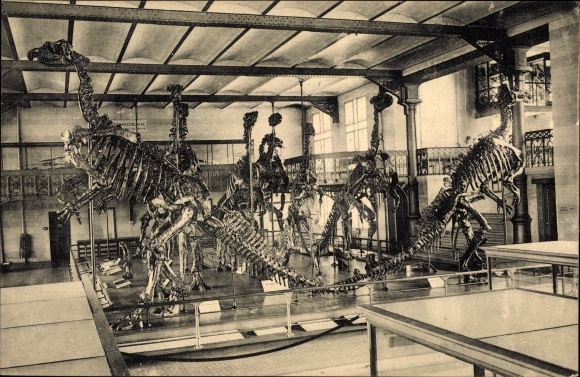 Postcard Bruxelles Brussels, Royal Museum of Natural History, National Gallery, Dinosaurs, Skeleton