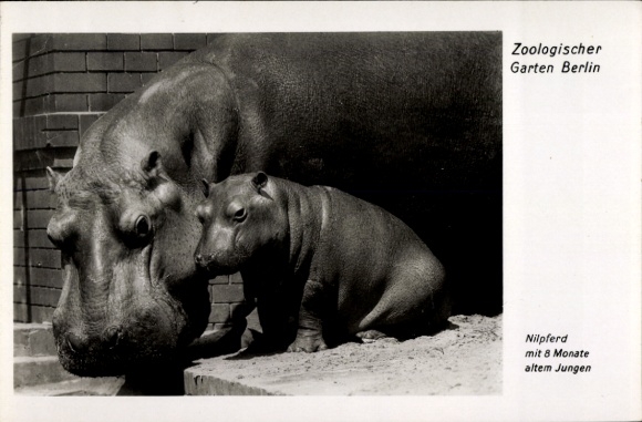 Ak Berlin Tiergarten, Nilpferd mit 8 Monaten altem Jungen, zoologischer Garten Berlin