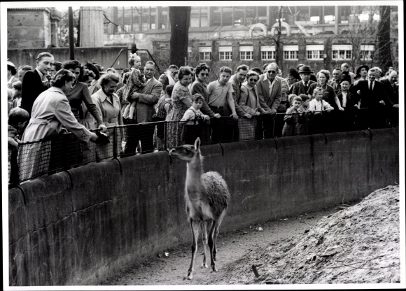 Photo Berlin Mitte, Bert Sass, Zoological Garden, lama in the enclosure