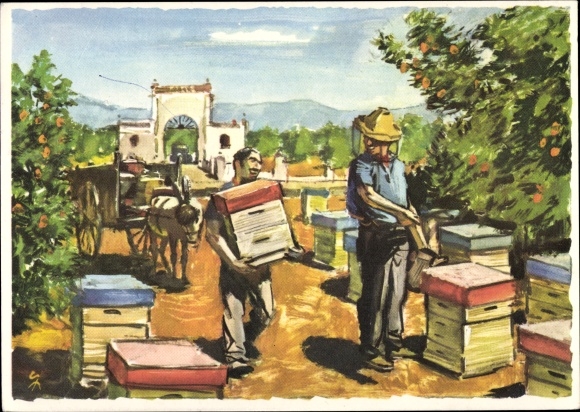 Künstler Ak Bienenzucht in aller Welt, Spanische Imker in den Orangenhainen um Valencia