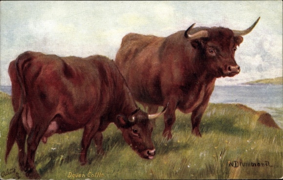 Ak Colwick Nottinghamshire England, Collete, Devon Cattle, N. Drummond