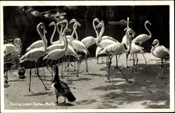 Postcard Zoological Garden Berlin, flamingos