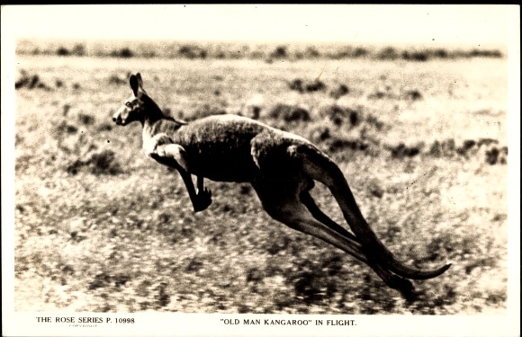 Postcard Old man Kangaroo in Flight, kangaroos