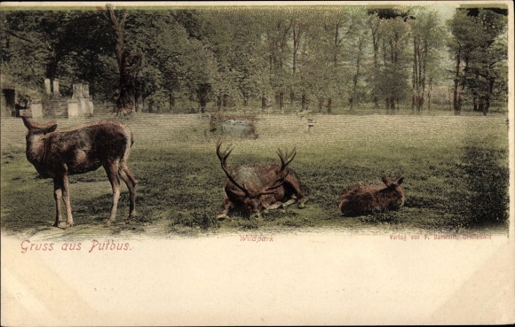 Postcard Putbus on the island of Rügen, wildlife park, deer