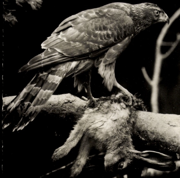 Ak-Falcon with prey