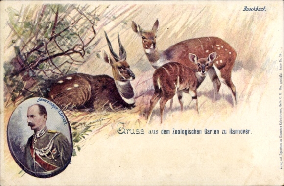 Litho Hannover, Zoologischer Garten, Buschbock, Generalmajor Liebert