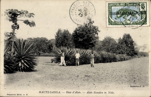 CPA Nola Haute-Sanaga Cameroun, Haie d'Aloès