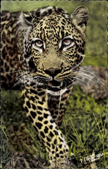 Postcard African Fauna, Panther
