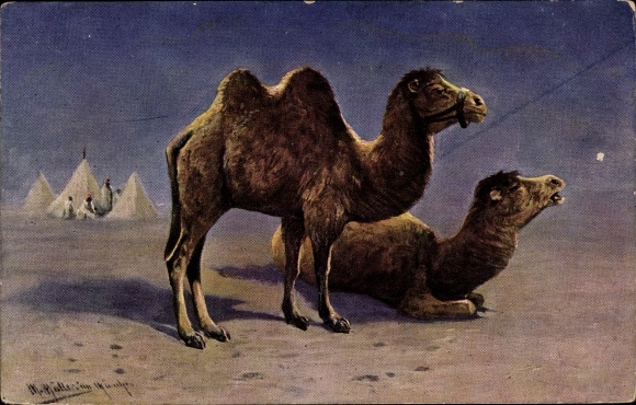 Artist PC Müller, M., camels in the desert, caravan