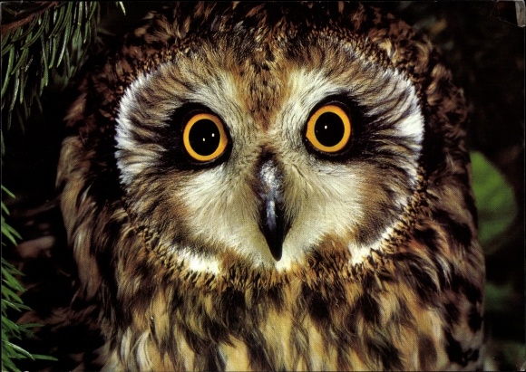 Postcard short-eared owl, DJH donation card