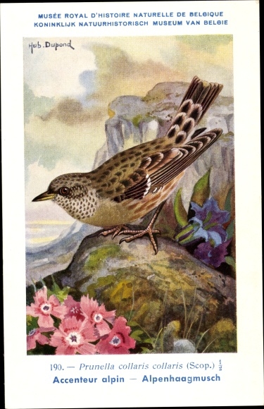 Artist Postcard Dupond, Hub., Accenteur alpin, Alpenhaagmusch, No. 190