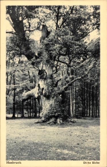 Postcard Hude near Oldenburg, Hasbruch primeval forest, thick oak, large tree, surrounded by forest