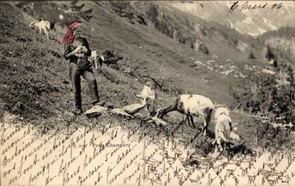 Ak Montreux Kanton Waadt Schweiz, Schwarz-weiss Foto einer Berglandschaft mit Ziegen und einem...