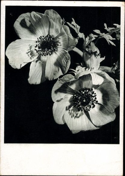 8 old PCs flowers, various motifs
