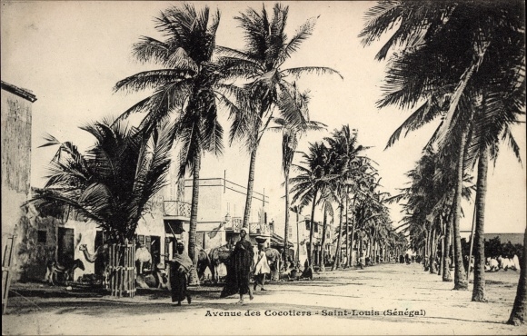 KP Saint Louis Senegal, Avenue des Cocotiers
