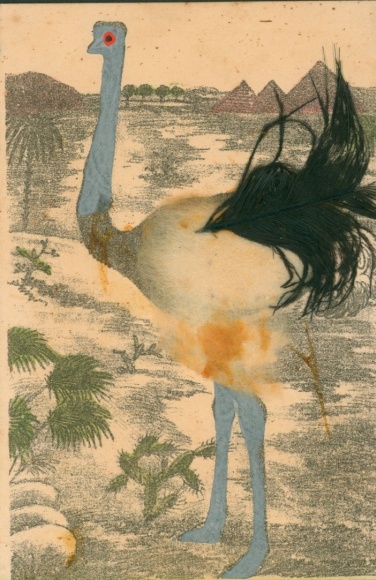 Material Postcard Ostrich, Bird, Real Feathers