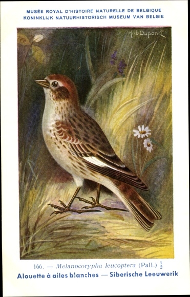 Artist PC Dupond, Hub., Melanocorypha leucoptera, Witvleugelleeuwerik