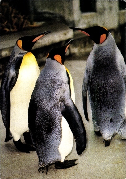 Postcard Three King Penguins