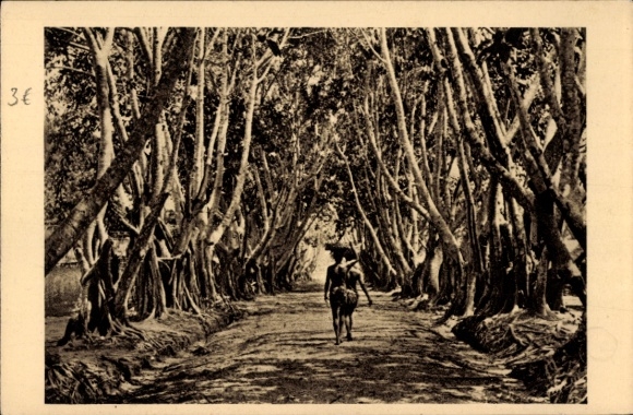 Ak Französisch-Kongo, Allee de Ficus