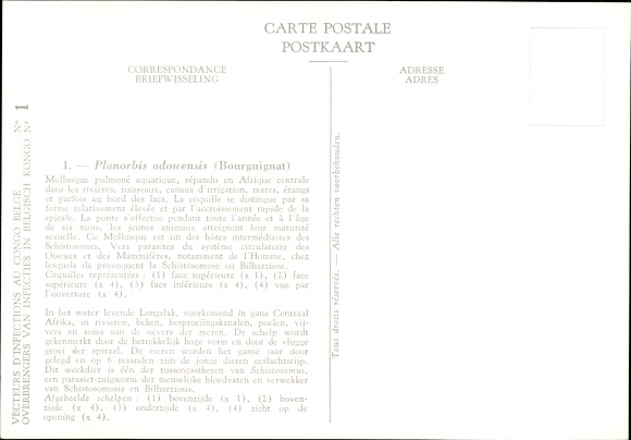 Artist Postcard Planorbis adouensis, plate snail, Royal Institute of Natural Sciences of Belgium