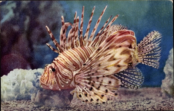 Postcard Aquarium of Monaco, Pterois Volitans