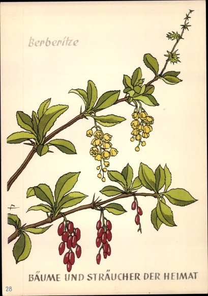 Postcard barberry, trees and shrubs of the homeland, DJH youth hostel groschen