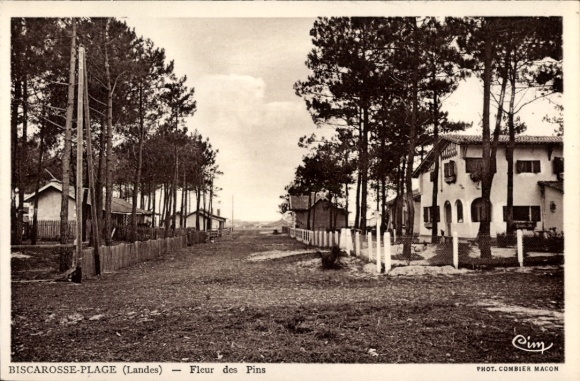 Postcard Biscarosse Plage Landes, Fleur des Pins