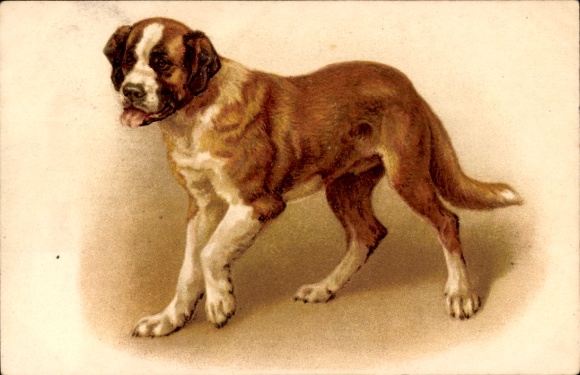 Chromo-Litho Dog, St. Bernard
