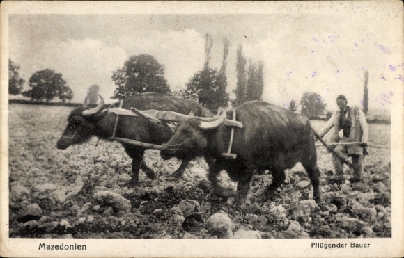 Postcard Macedonia, Ploughing Farmer